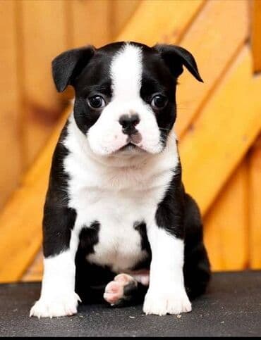 pudlice na prodaju: Boston terrier Srcky's kennel oglasava stenad iz vise kombinacija — 1