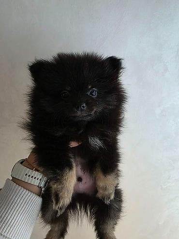 stafordi na poklon: Na prodaju preslatki pomeranci U naš dom su sasvim spontano stigle — 10