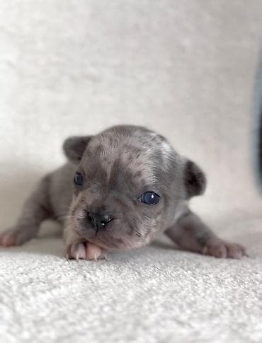 Pets & Animals: Dostupni stenci francuskog buldoga za rezervaciju! Naši štenci — 7
