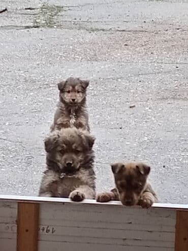 psi za dvoriste prodaja: Štenci mešanca – šarmantni mali medvedići - Leglo preslatkih štenaca — 1