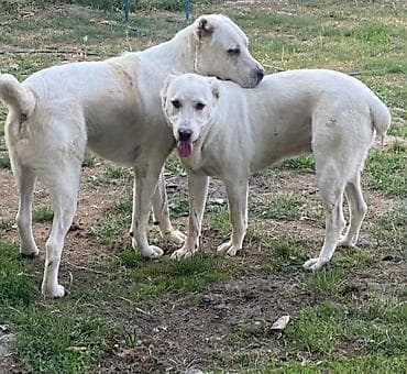 stenci azijata: Na prodaju ženka azijata (srednjeaziski ovčar) Stara 6. Nedelja — 7