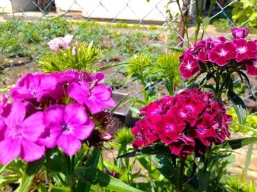 Sve za vikendicu i baštu: Na prodaju seme turskog karanfila mix od 50+/- semenki - 100 dinara — 3