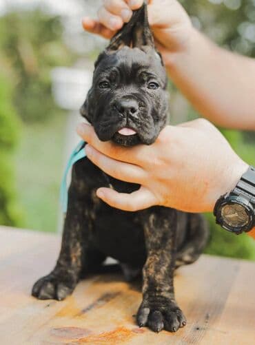 psi koji trazi tartufe: Postanite vlasnik jednog od naših vrhunskih Cane Corso štenaca — 12