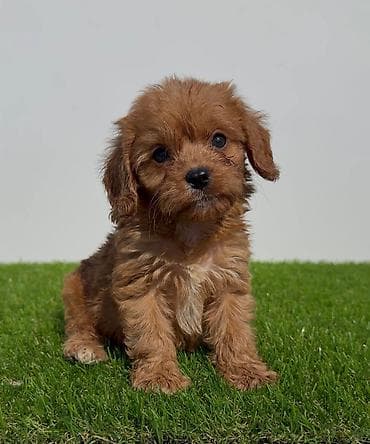crvene pudle cena: Cavapoo-Kavapu (cavalier king charles spaniel + pudla) Cavapoo, u — 2
