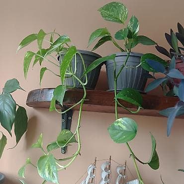 limun list: Sobne viseće biljke u saksijama - Zeleni potos (Epipremnum aureum) – — 3