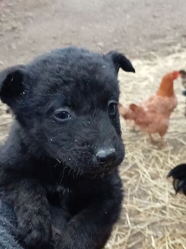 psi poklon: Štenci pulina - Dlaka: kratka, - Starost: štene (vrlo mlado) - — 1