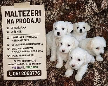 Maltezeri – leglo štenaca - Ukupno: 3 mužjaka i 2 ženke - Veličina: 1 na lalafo.rs Maltezeri – leglo štenaca - Ukupno: 3 mužjaka i 2 ženke - Veličina: 1