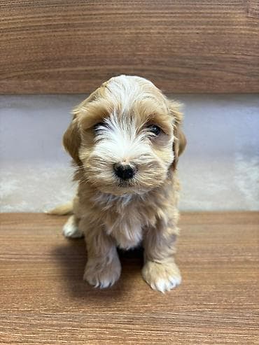 cau cau beli: Odgajivacnica Havanskih bisona Cuba Cotton Club predstavlja novo — 4