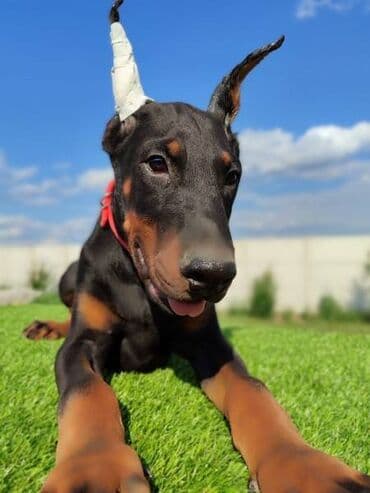 Psi: Doberman mužijaci Oštenjeni 25.05 Vakcinisani revakcinisani Šabac — 4