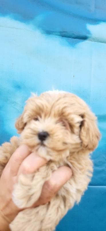 patuljasti snaucer cena: Maltipoo stenci ostenjeni 11.04.2026. Majka mini maltezer a otac — 2