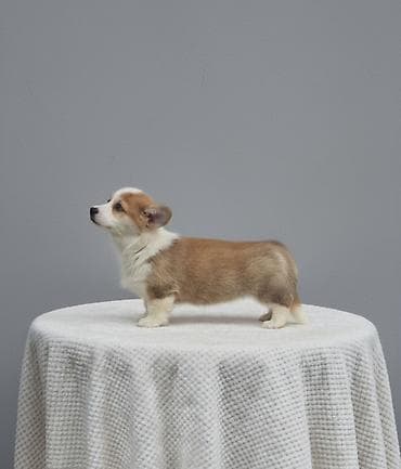 japanski psi: Kingdom of Golden Paws, odgajivačnica Velškog Korgija Pembrok — 4