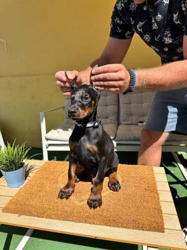 zlatni retriver odgajivacnica srbija: Doberman stenad. Ostenjeni su 28.06.2025. Spremni su za preuzimanje — 7