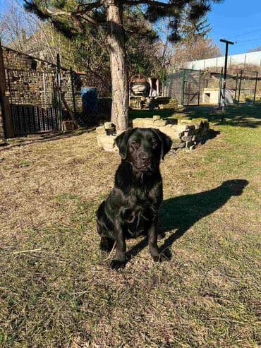 Životinje: Labrador štenci na prodaju u žutoj i crnoj boji, oba pola u ponudi — 8