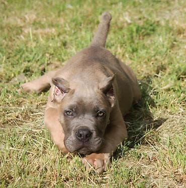 mali psi za udomljavanje: Cane Corso štenci U ponudi veoma perspektivni štenci iz različitih — 3