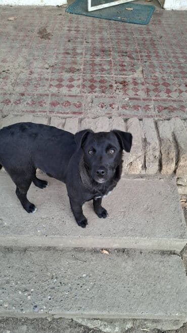 Psi: Na prodaju preslatki kučići mesanci malinoe i pulina.  Kučići su stari — 4