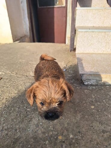 psi udomljavanje: Štenad malih rasa – kratkodlaka/žičasta tekstura dlake, topla smeđa — 2