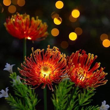 makaze za grane: Veštačka solarna Leucospermum Protea U setu dolaze 2kom Cena:2350 — 2