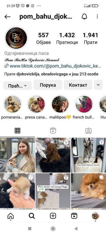 pomeranci na poklon: Odgaivacnica ekskluzivnih pomeranaca i pudli registrovana u FCI savezu — 7