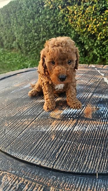 cavapoo stenci: Dostupni štenci aprikot mini i crvene toy pudle 🐩 Od veoma — 5