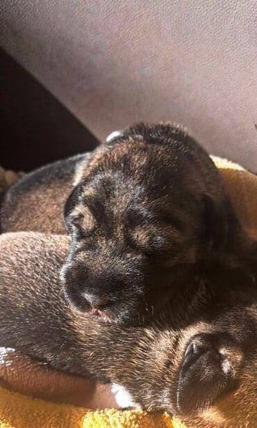 Mačke: Srednji šnaucer, štenci Na prodaju štenad srednjeg šnaucera (biber — 1