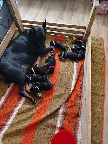 mali psi za stan cena: Na prodaju štenci dobermana – vrhunsko poreklo Oštenjeni 17.06.2026 — 5