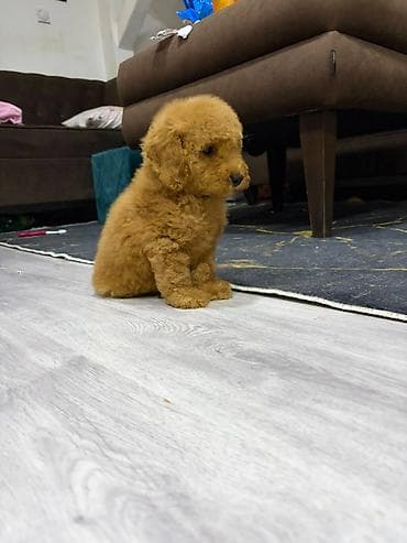 dog sel: U ponudi musko štene pudle, odgajano u kućnim uslovima uz nadzor — 3