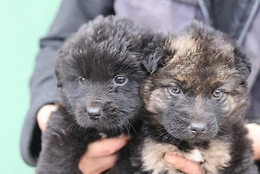 mali psi cena: Dva meseca mesaci a poklon — 1