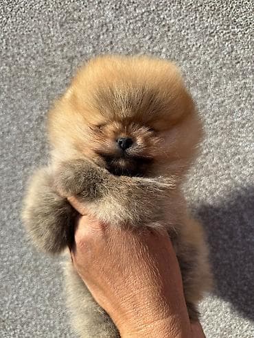 pas pomeranac slike: Dostupan decak — 4