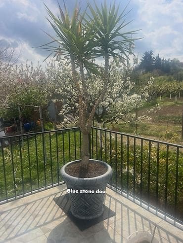 sobe za dečake: Velika ukrasna biljka u saksiji – yucca (Juka), idealna za terase — 1