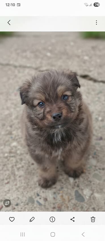 Štenci mešanca – šarmantni mali medvedići - Leglo preslatkih štenaca