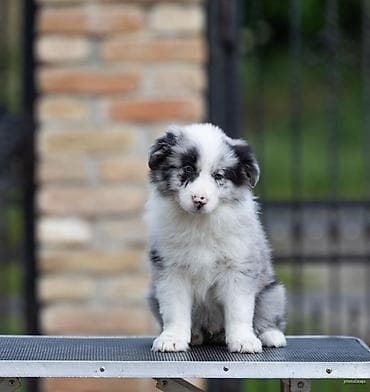 mala telad za prodaju: Na prodaju 9 šteneta Border Collie, iz dva različita legla. - Jedno — 9