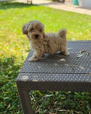 mini pudla braon: Maltipoo stenci spremni su za preuzimanje. Mama je maltezer malog — 2