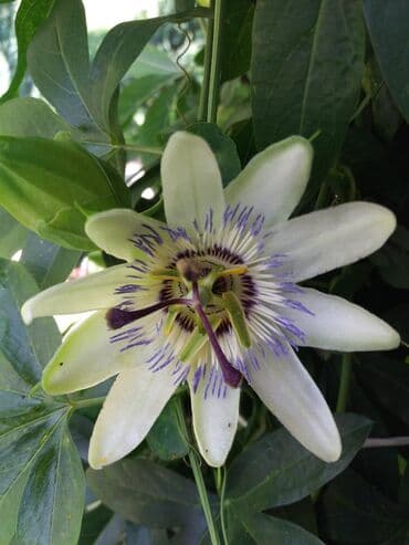 lidl polica za cvece: Hristov venac Cveće Hristov Venac Passiflora caerulea spada u red — 2