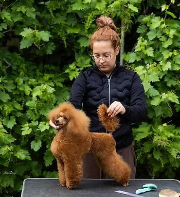 Cats: Poodleverse kennels oglasava za rezervaciju musku stenad crvene pudle — 4