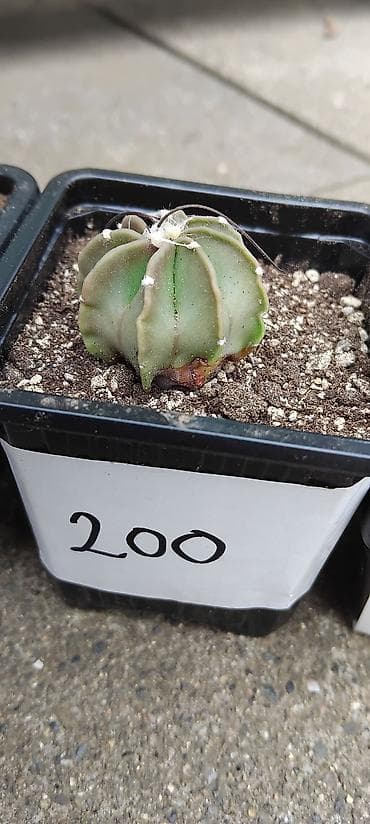 Astrophytum capricorne – kolekcijski kaktusi u saksijama - Vrsta
