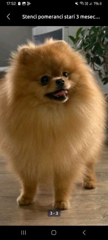psi pudlice: Pomeranac muski star 11 meseci — 3