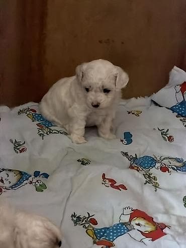 ovcar psi: Bišoni – pahuljasti, kovrdžavi psi sa crnim okicama. Mekana — 4