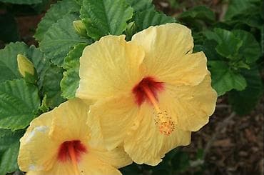 trogodisnje sadnice voca: █▬█ █ ▀█▀ *** EXTRA PONUDA *** Džinovski Hibiskus 200 semenke — 2
