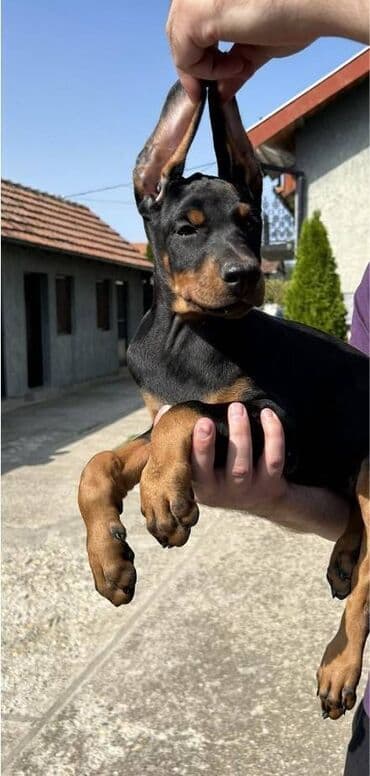 mini psi za stan: Stenci dobermana vrhunskog porekla za rezervaciju Rodjeni 23.07.2023 — 3