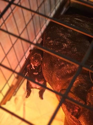 slike haskija: Štenci – kratkonosa rasa malog rasta (tip buldog/mops). Leglo više — 5