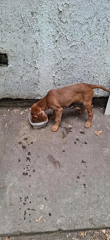 engleski buldog: Na prodaju prelepi štenci mađarske vižle. Rodjeni 02.06.2026 — 3