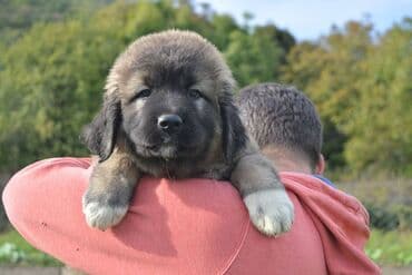 Životinje: Odgajivačnica "Joxateam kennel" prodaje štenad Kavkaskog ovcara od — 3