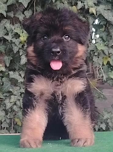 pitbull mali: Nemački ovčari,odg. Ultra Star iz Beograda,vrhunska štenad izuzetne — 2