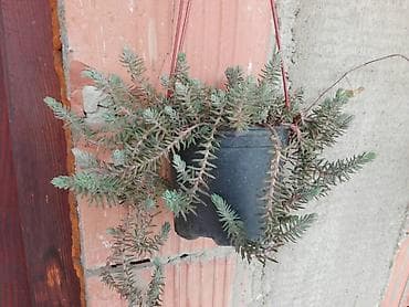 rostilj loznica: Loznica 200 dinara — 1