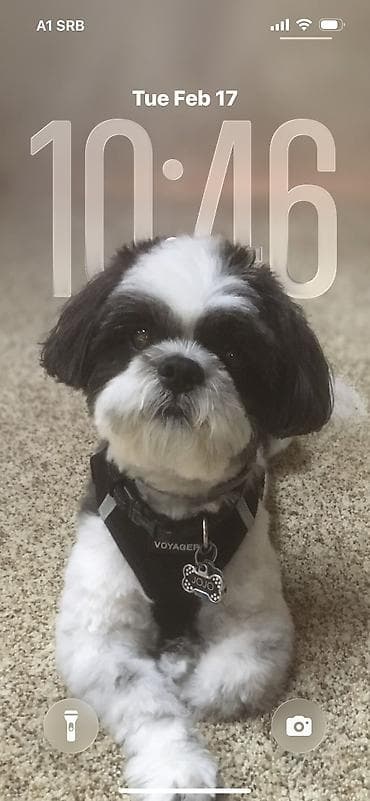 cuvanje kuca borca na duze: Briga i nega manjih kuca u kućnim uslovima bez kaveza i ogradica — 10