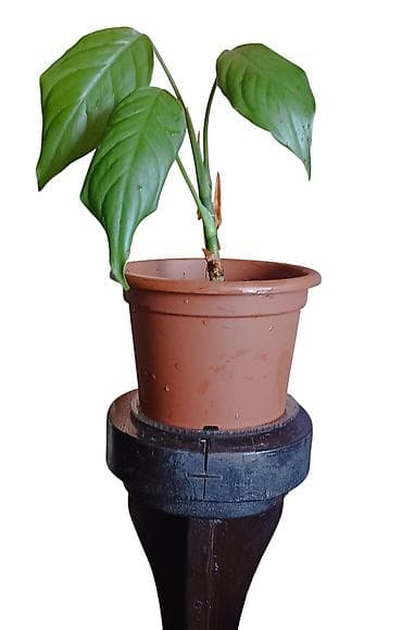 kucno cvece: Sobna biljka u saksiji prečnika 17cm – zelena tropska lisna vrsta — 3