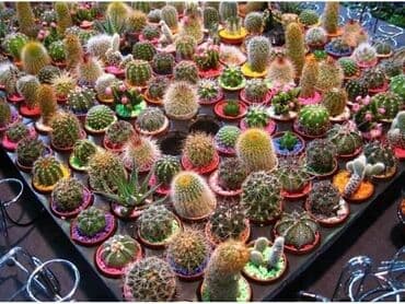 seme magnolije: Kaktusi seme mix
Pakovanje 0.1gr
Cena:650din — 1