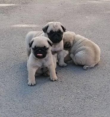 Na prodaju štenci vrhunskog kvaliteta sa papirima, pasosem