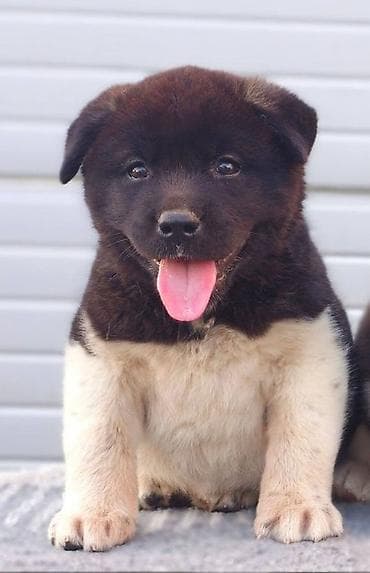 konji ulje na platnu: Američka Akita štenci Odgajivacnica TOP WINNER PUPPY sa ponosom — 2