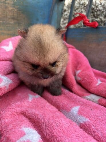 najlepsi crtezi za decu: Prelepi pomeranci– štenci mini tipa Iz nase odgajivacnice fci ! - — 5